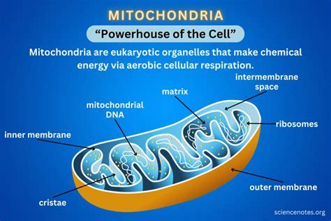 What Do Plant Mitochondria Do? Boosting Growth