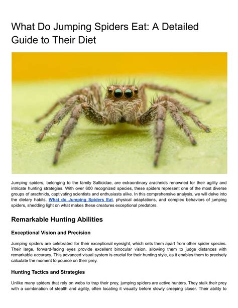 What Do Washington Jumping Spiders Eat? Diet Guide