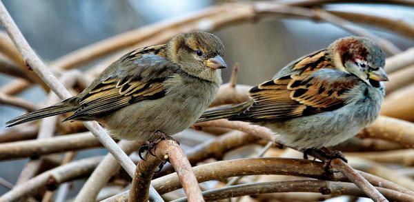 What Does God Care For Sparrows Mean? Spiritual Guidance