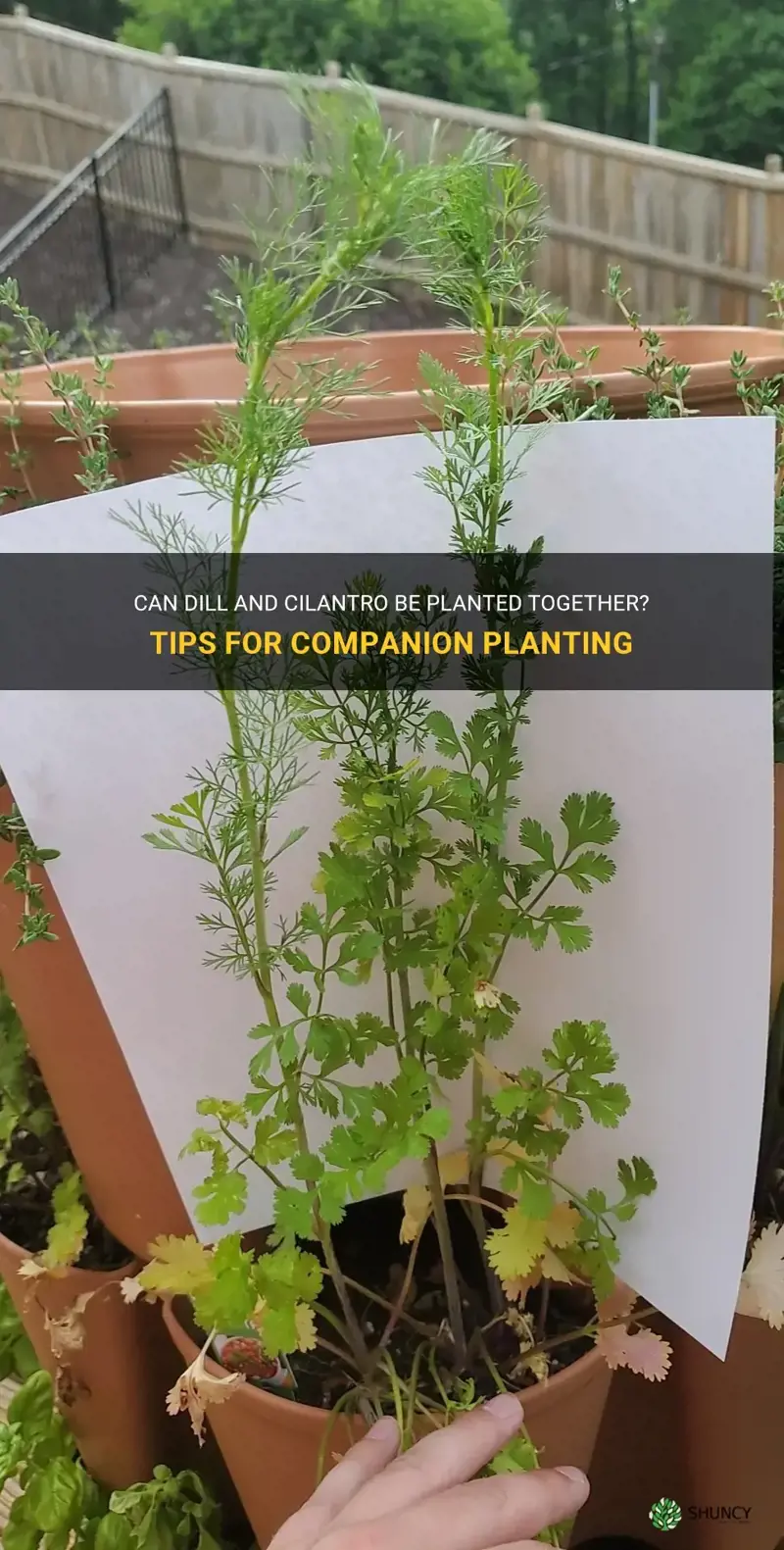 What Happens When Basil & Dill Are Planted Together?