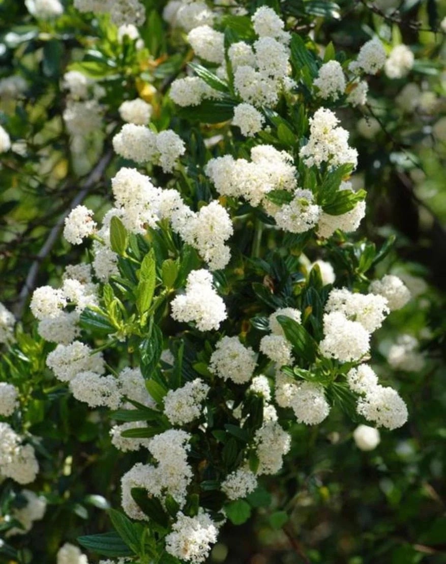 What Is Ceanothus Thyrsiflorus Snow Flurry? Care Tips What Is Ceanothus Thyrsiflorus Snow Flurry? Care Tips