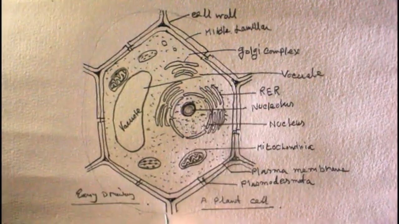 What Is Cell Wall Easy Drawing? Simple Steps