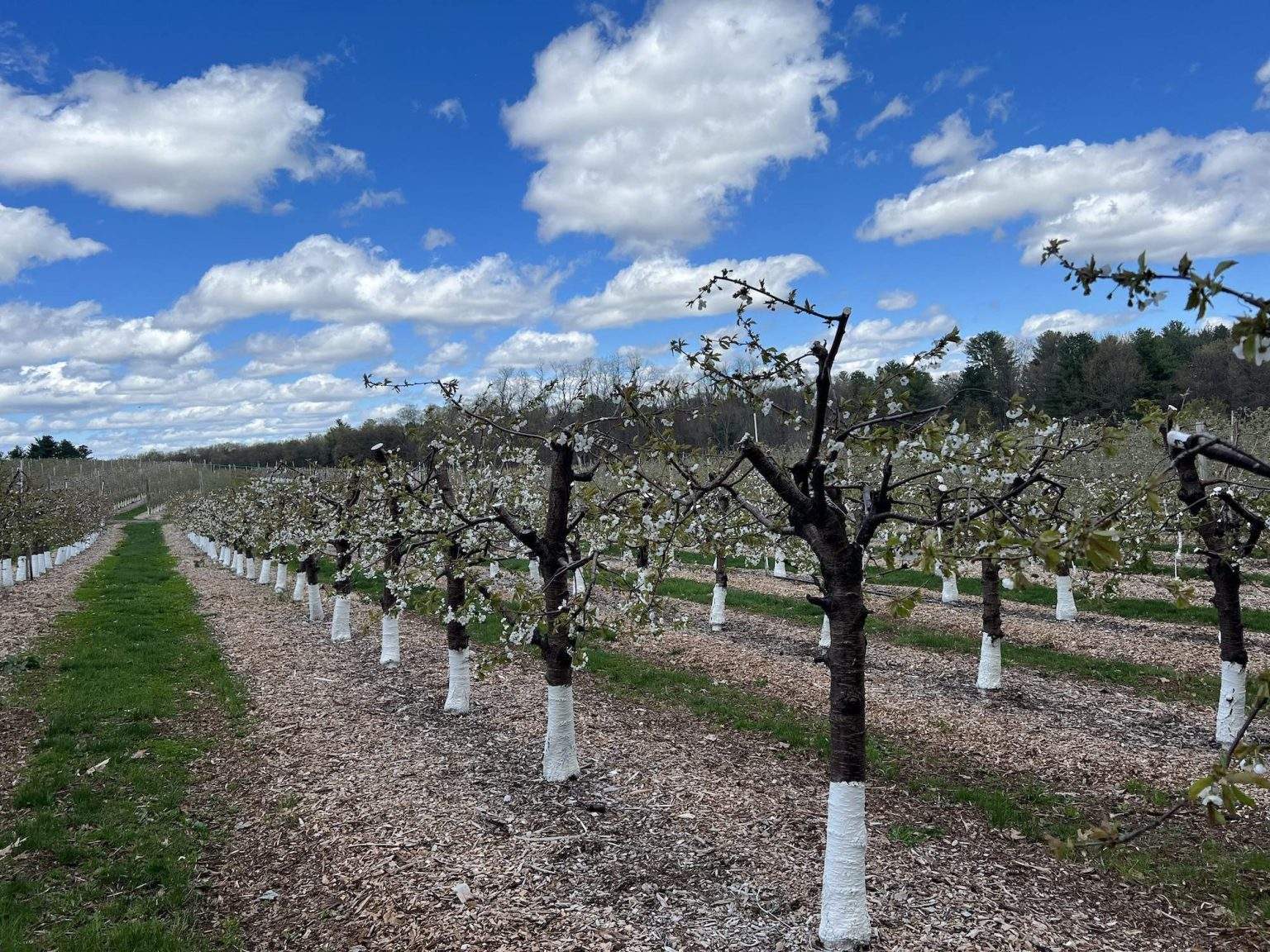 What Is Cherry Cross Pollination? Boost Your Harvest