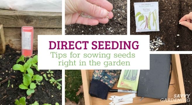 What Is Direct Seeding? Simplified Gardening