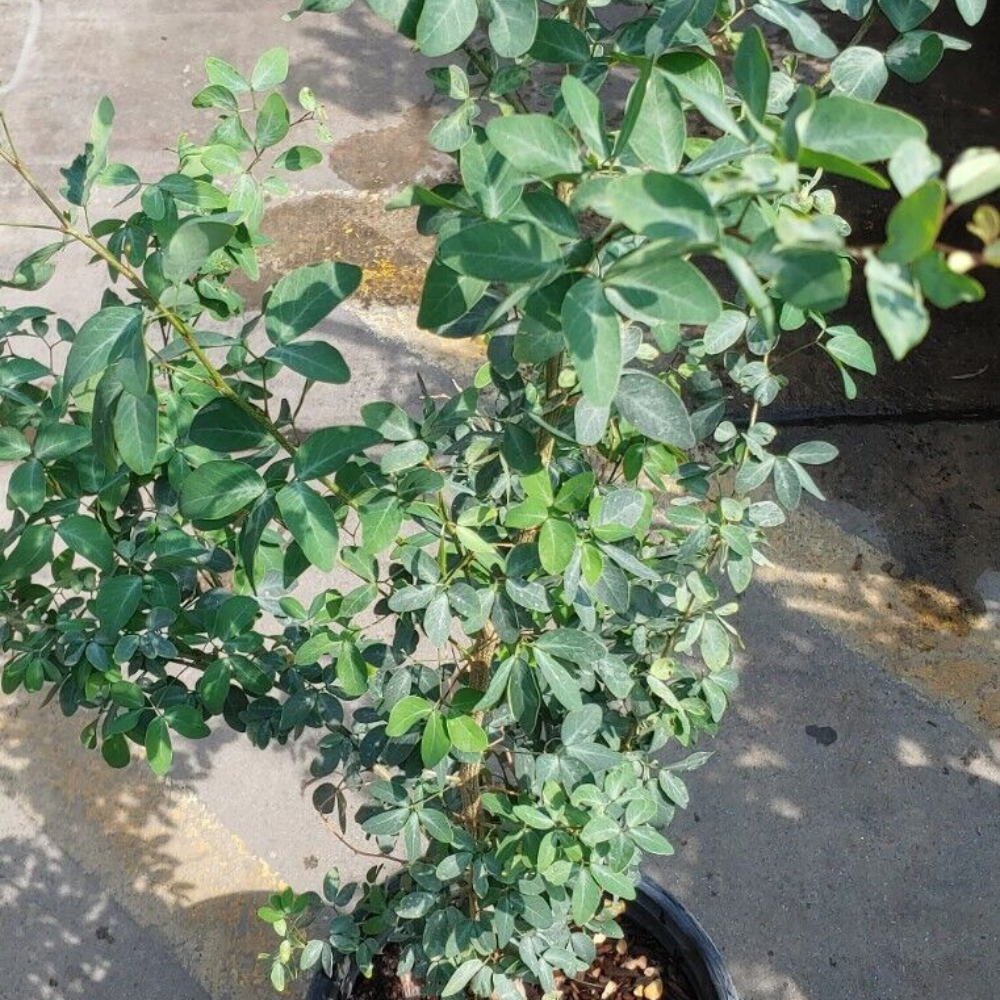 What Is Guamuchil Tree Fruit? Nutrition Benefits