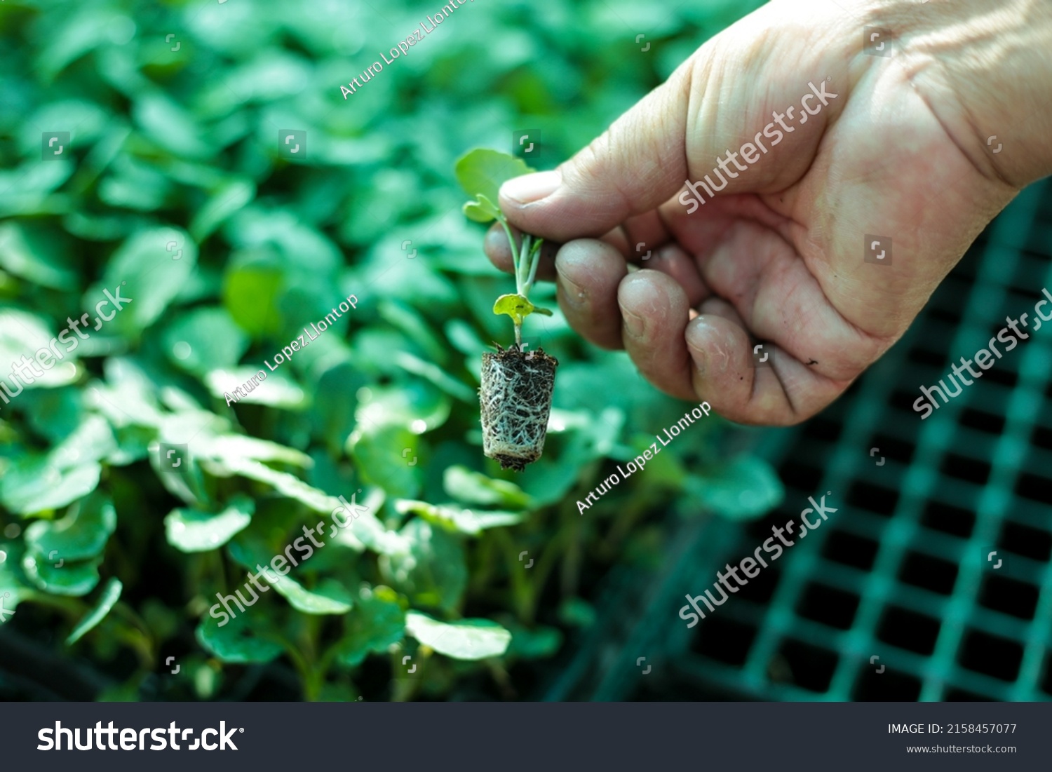 What Is Indirect Seeding