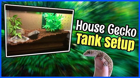 What Is Mediterranean House Gecko Tank Setup? Expert Guide
