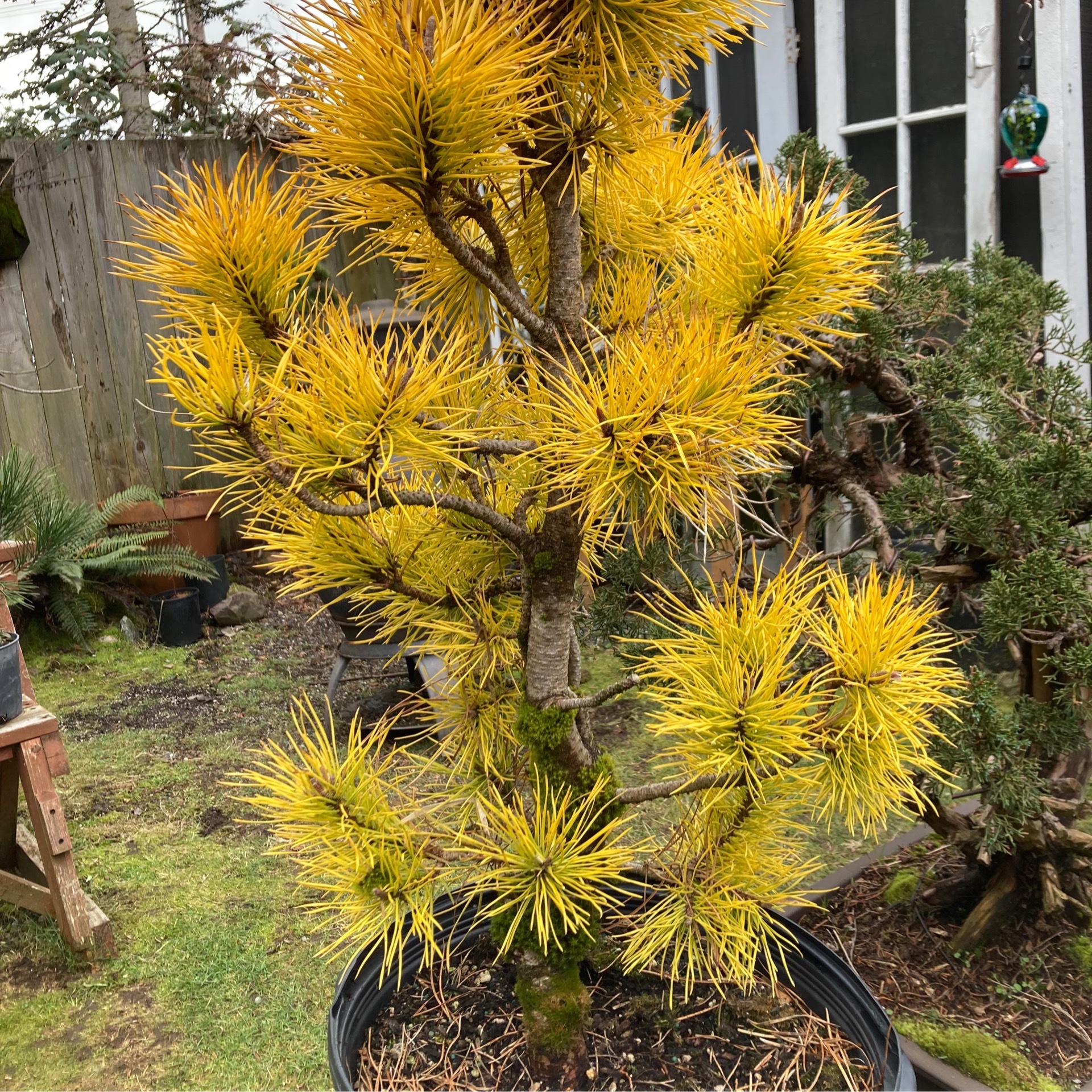 What Killed Chief Joseph Pine Tree? Conservation Insights