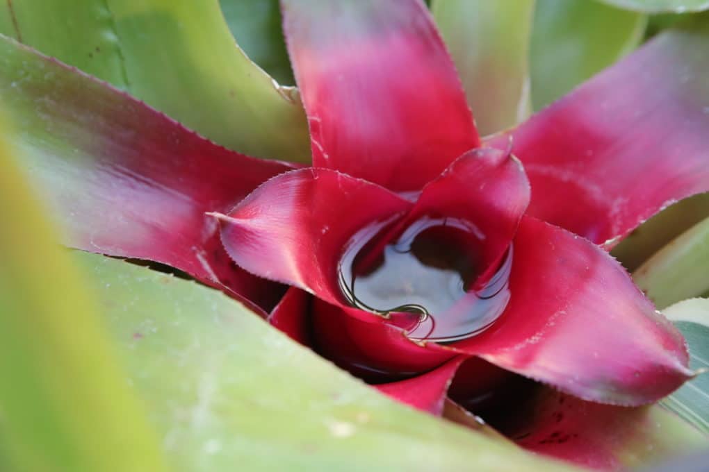 What Kills Bromeliad? Expert Care Tips