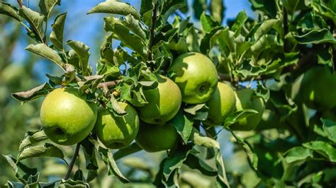 What Makes Granny Smith Apples Grow? Expert Tips
