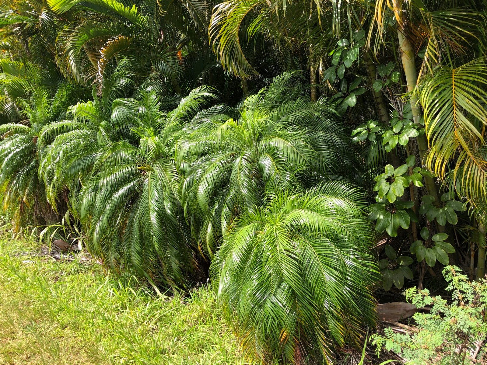 What Trims Pygmy Palms Best? Essential Tools What Trims Pygmy Palms Best? Essential Tools