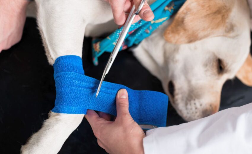 What's Dog Acl Repair Cost? Surgery Price Guide
