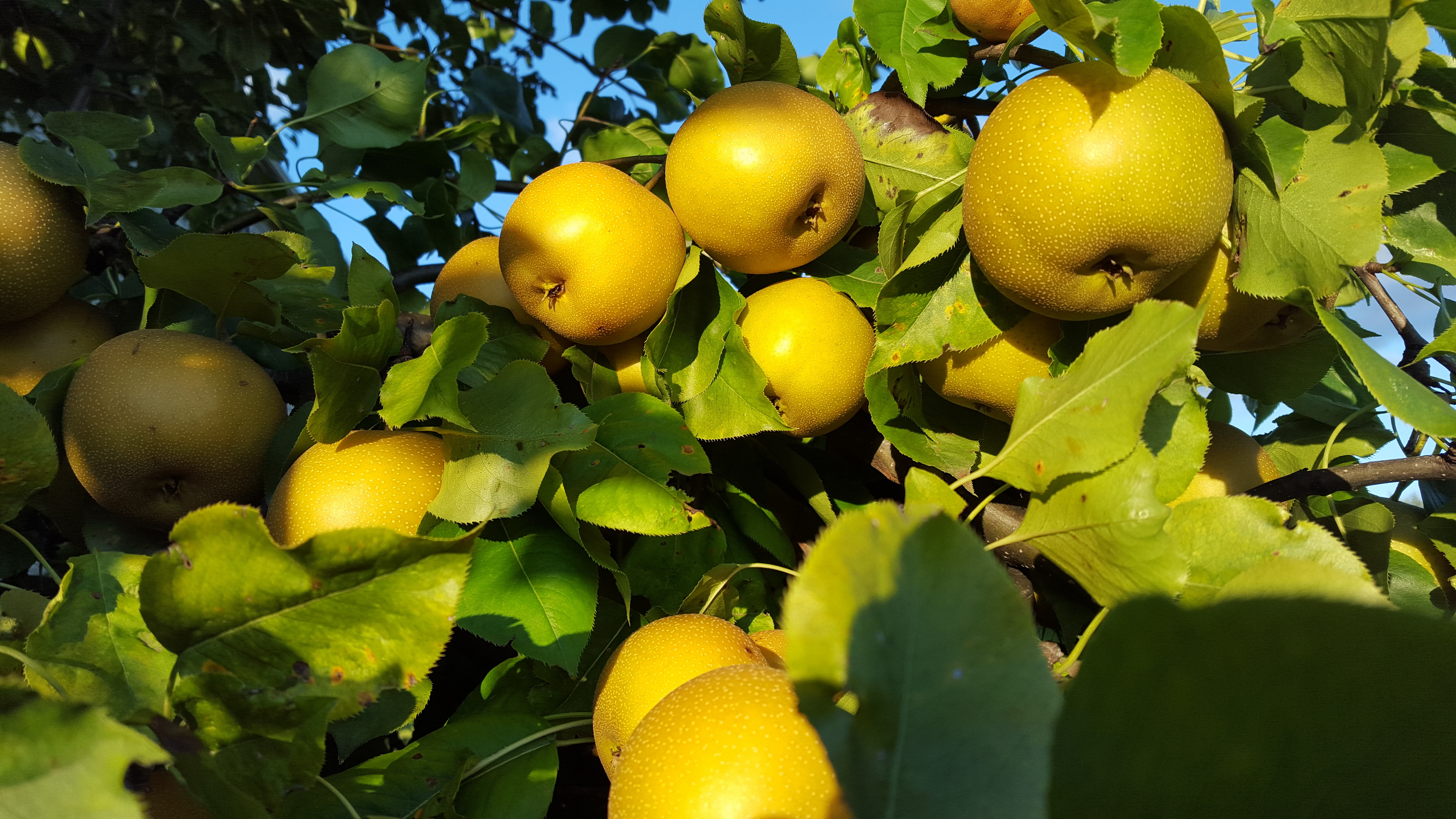 When Are Pears Harvested? Timing Guide
