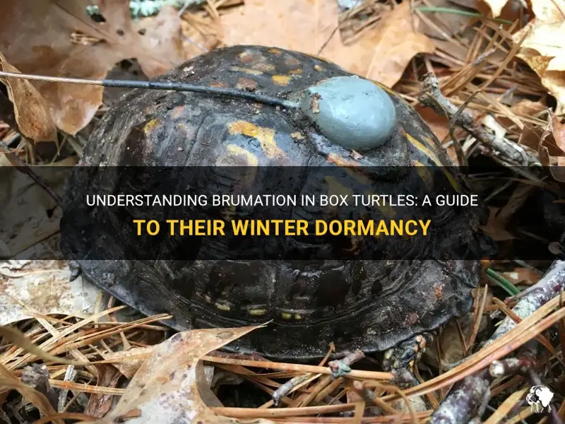 When Do Turtles Brumate? Survival Guide Inside