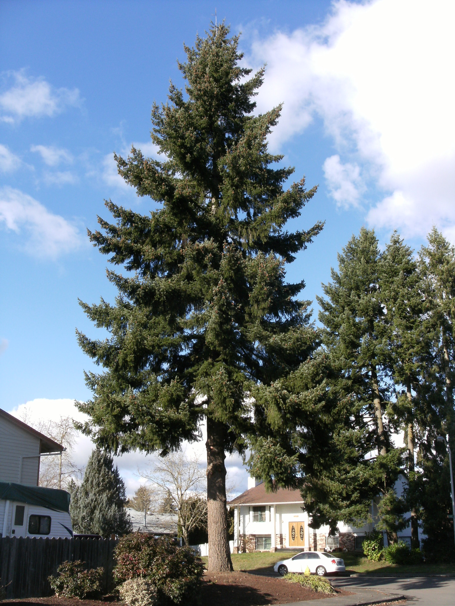 When Do Washington State Deciduous Trees Bloom? Seasonal Tips