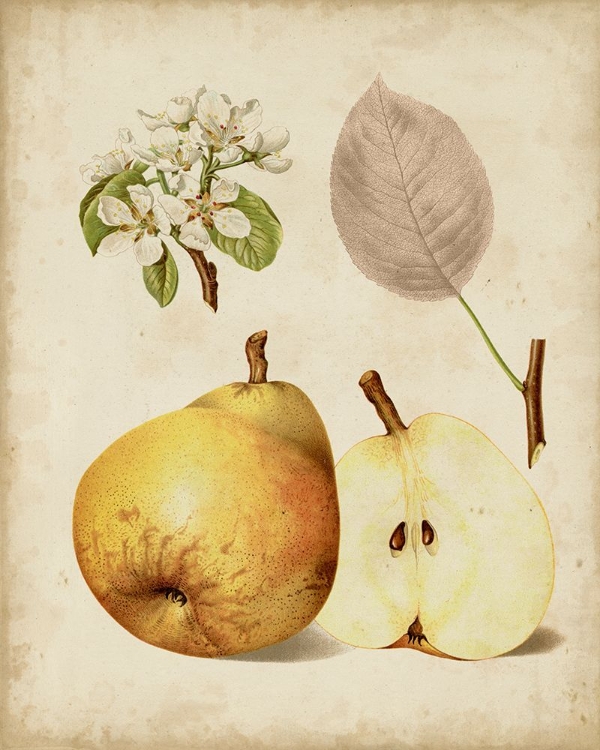 When Harvest Pears