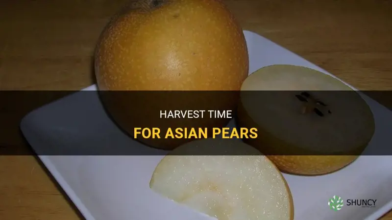 When To Harvest Asian Pears? Timing Guide
