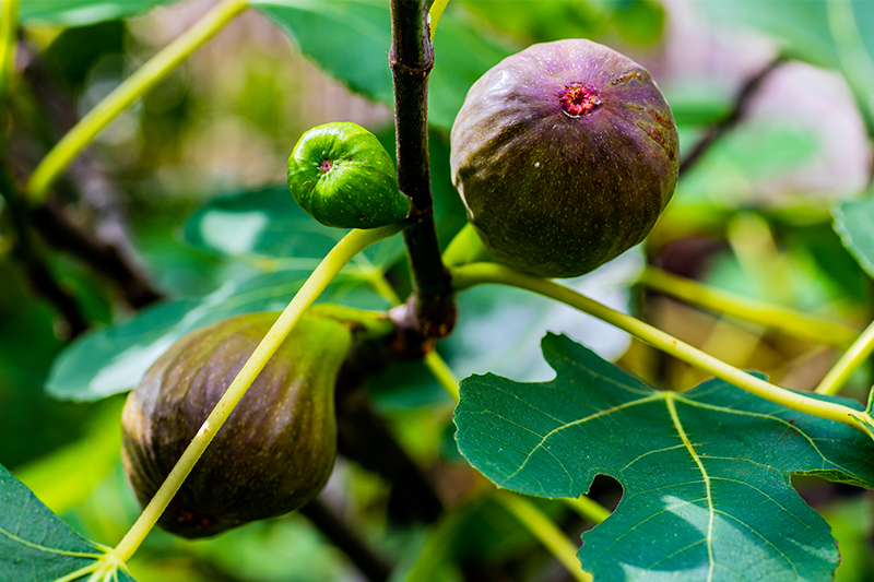When To Prune Brown Turkey Fig? Seasonal Guide