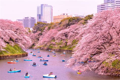 When To See Japan's Best Tits? Seasonal Tips