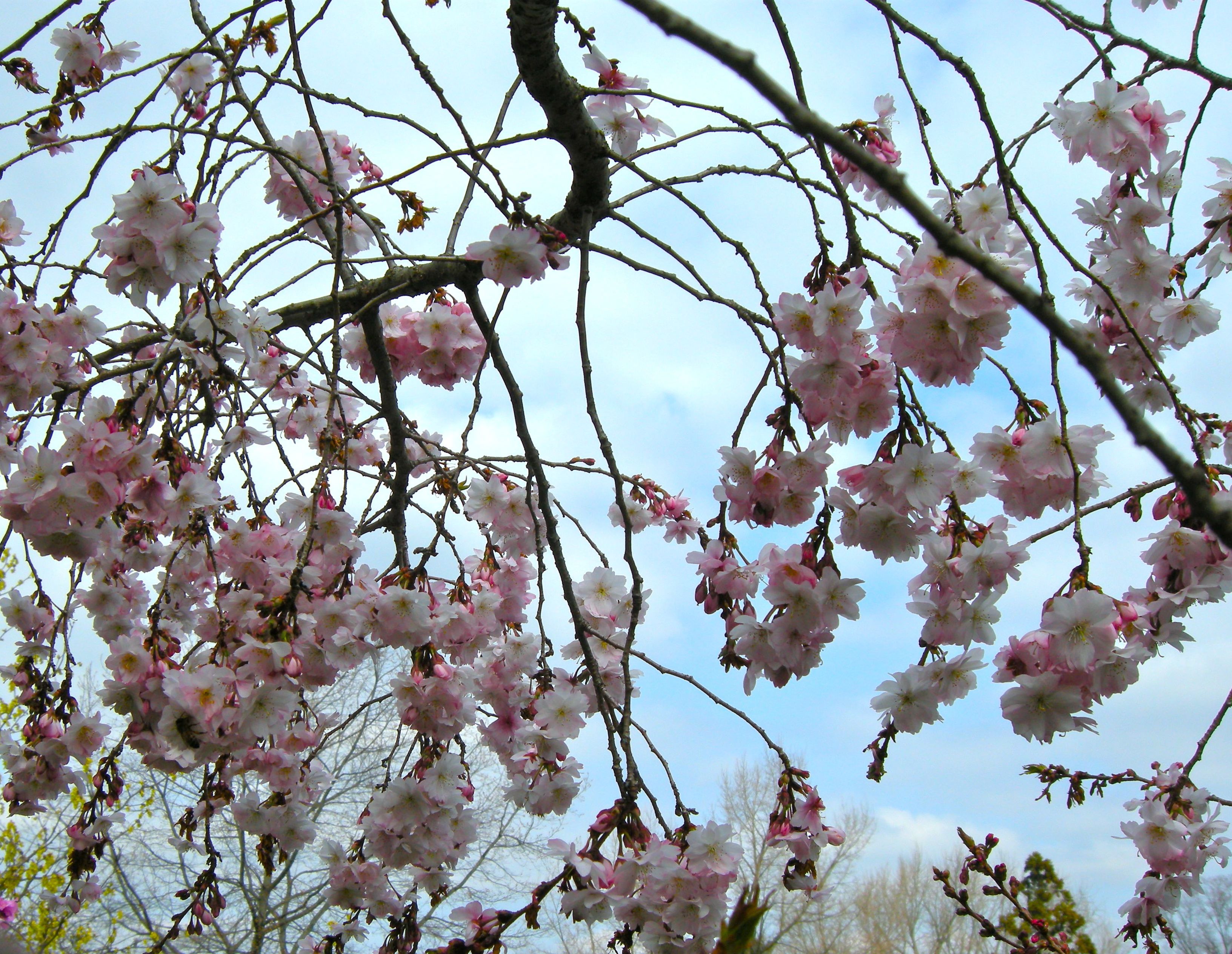 When To Visit Cherry Blossom Arboretum? Best Time Guide