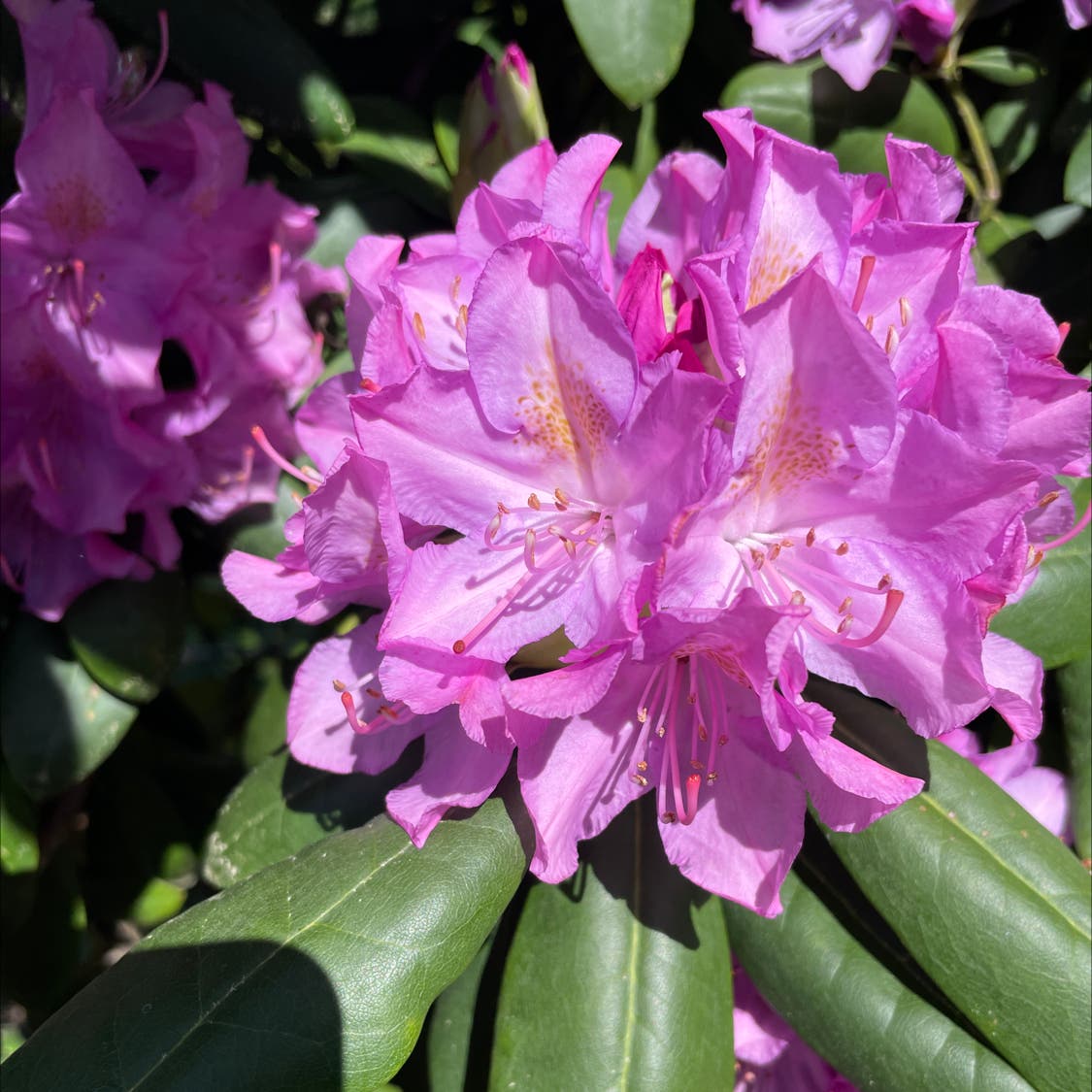 Why Are There Brown Spots On My Common Rhododendron Leaves Why Are There Brown Spots On My Common Rhododendron Leaves