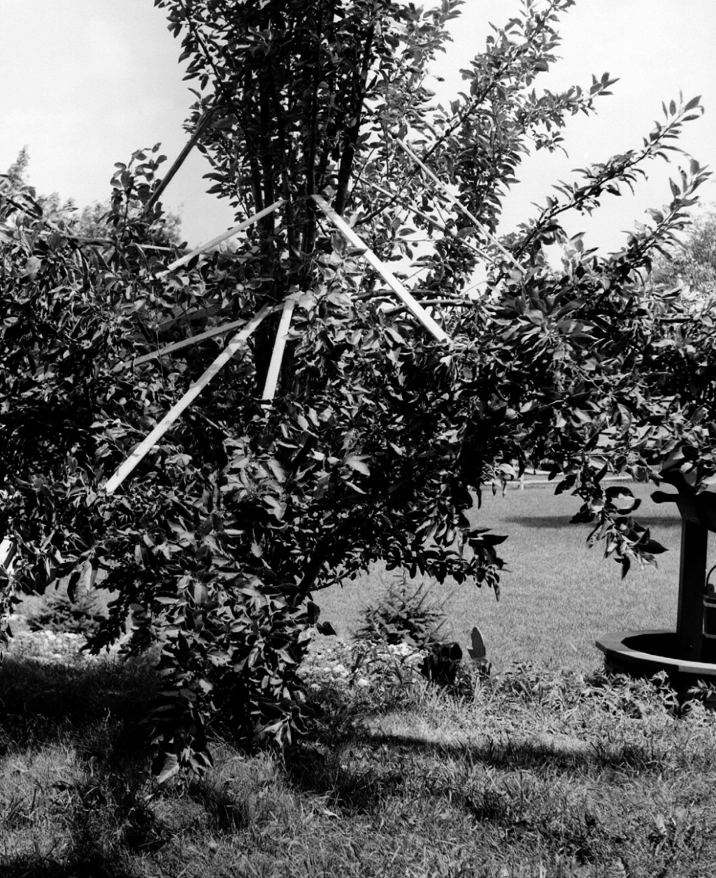 Why Bear No Fruit? Fixing Barren Trees