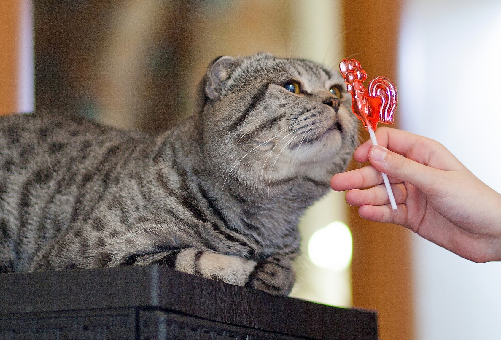 Why Cats Can't Taste Sweet? Nutrition Answers
