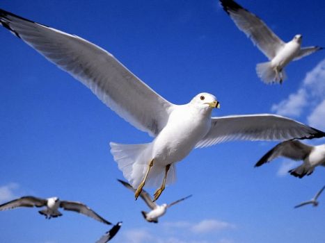 Why Do Birds Fly South