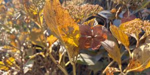 Why Hydrangea Leaves Turn Brown? Fix Now