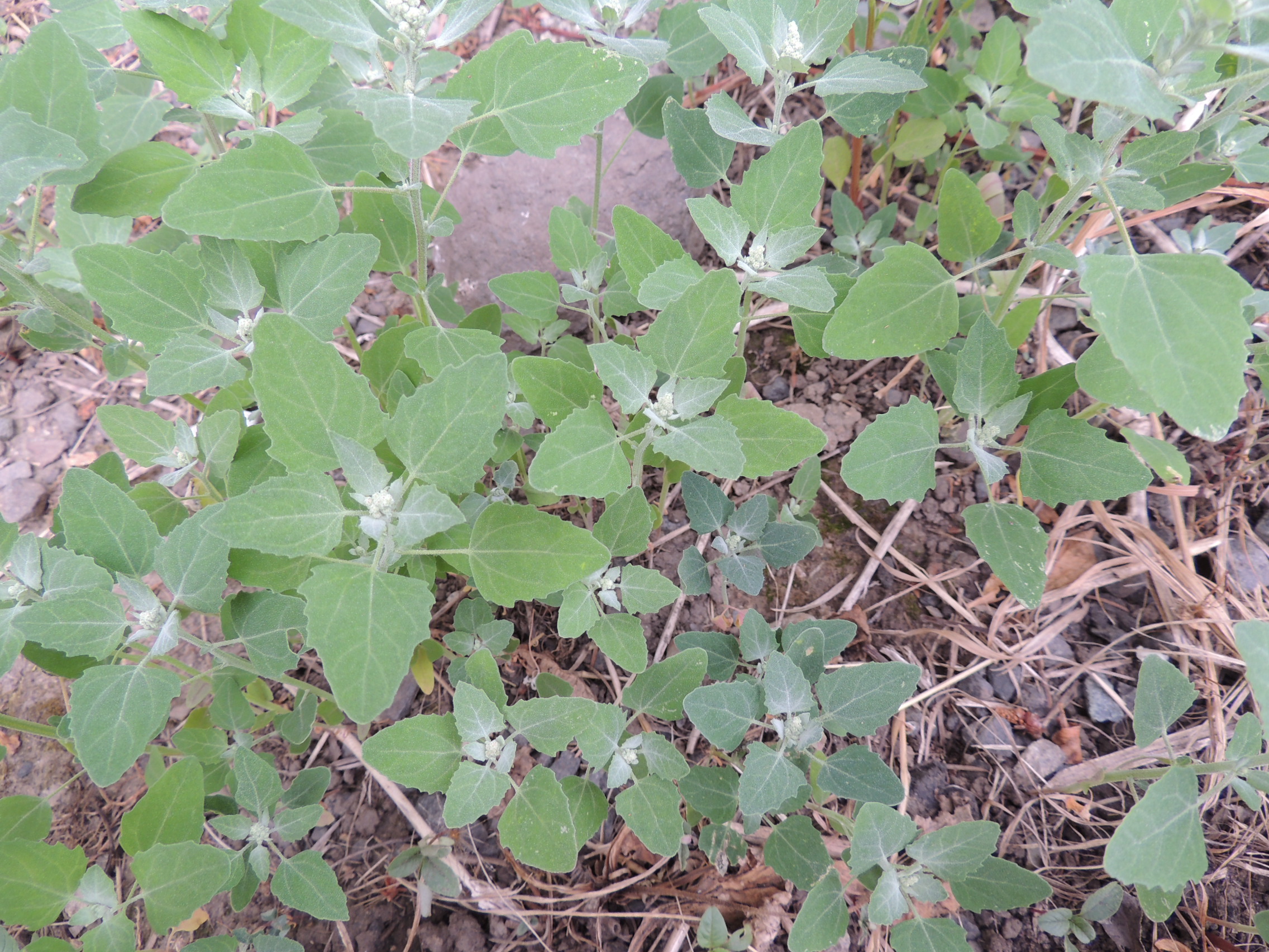 Why Is Lambsquarters A Problem? Control Tips