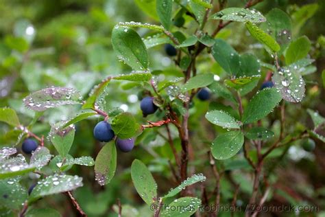 Wild Blueberries Washington State