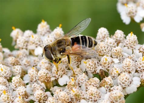 Yarrow Pollinators