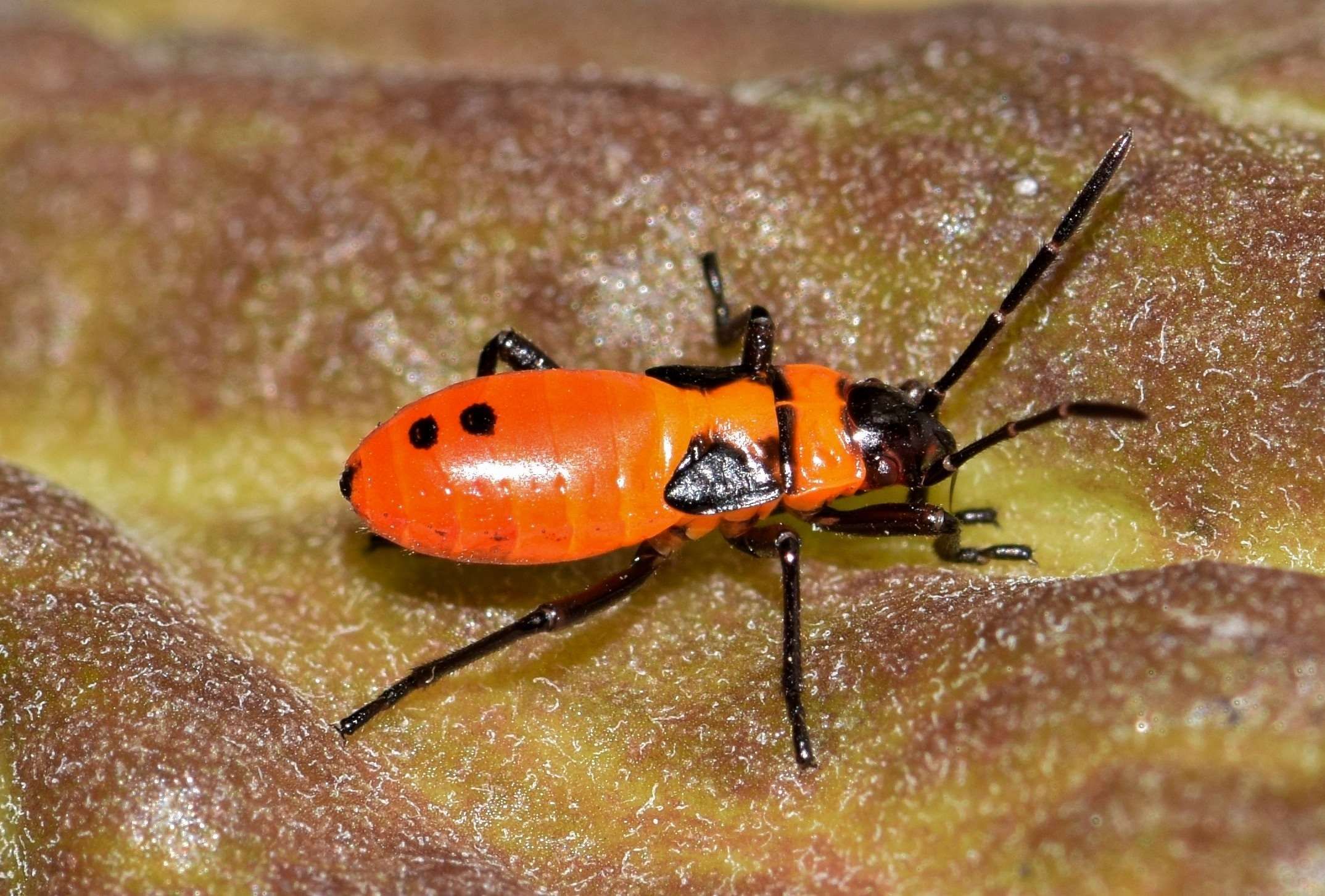 Yellow Black Flying Insect Yellow Black Flying Insect